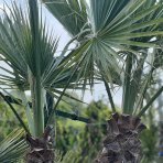 Palma vláknitá (Washingtonia filifera) – výška kmeňov 50-60 cm/80-90 cm, celková výška 200 cm, kont. C110L (-4°C) - DVOJIČKY